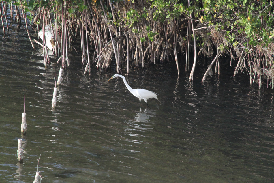 Egret Fishing for Dinner - near Island Pointe condo&conn=none